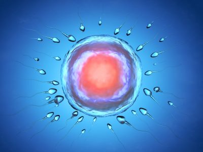 Fertilization