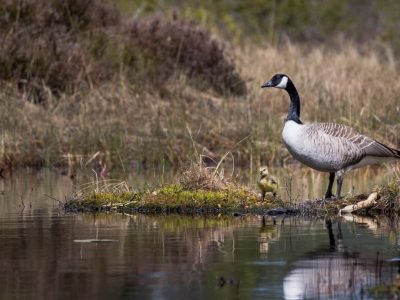 environmental species