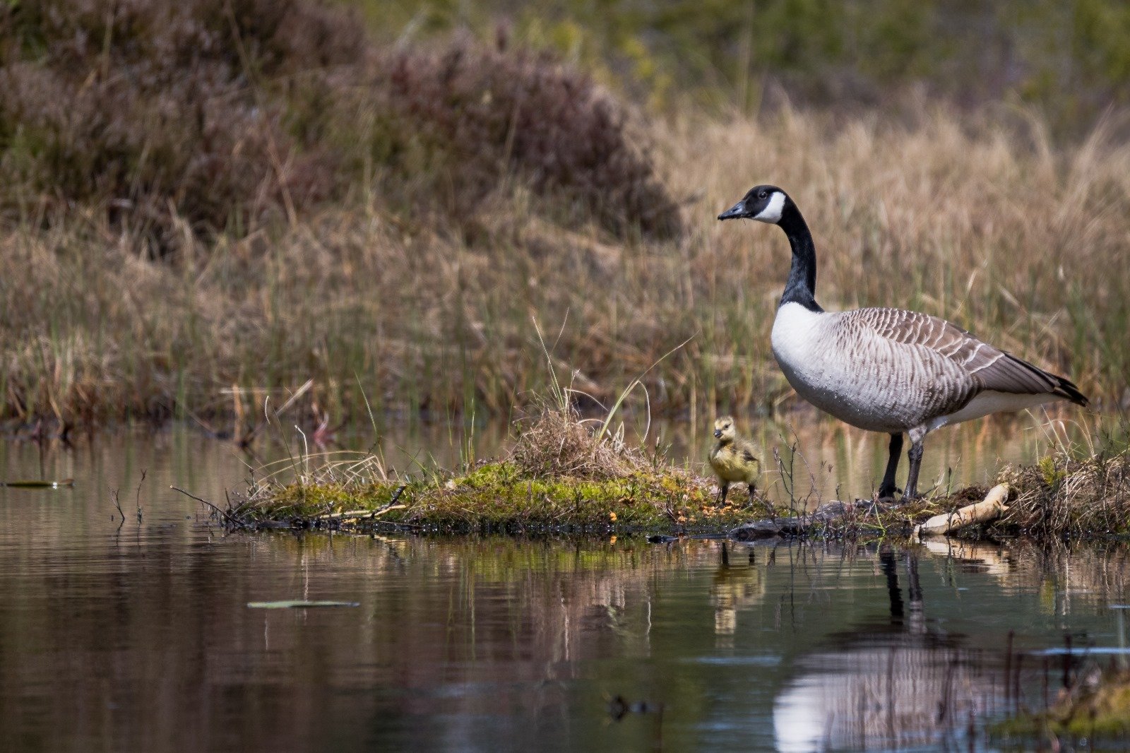 environmental species